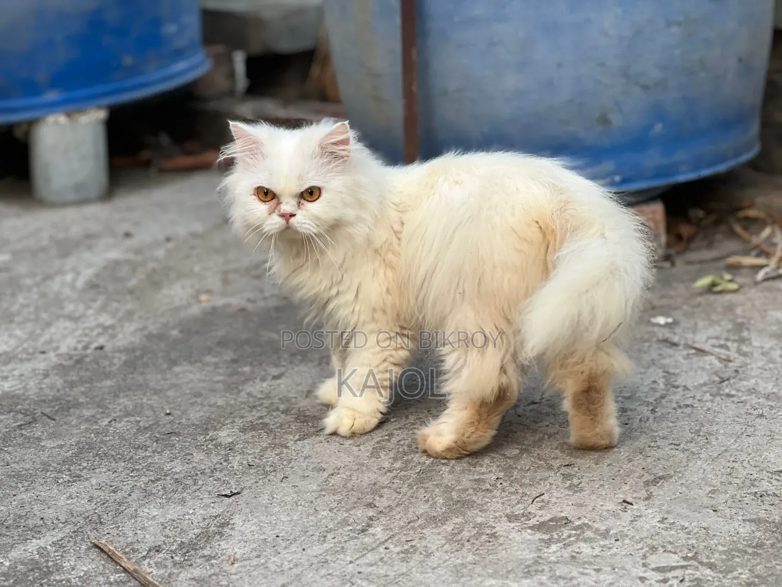 6-12 Months Male Purebred Persian