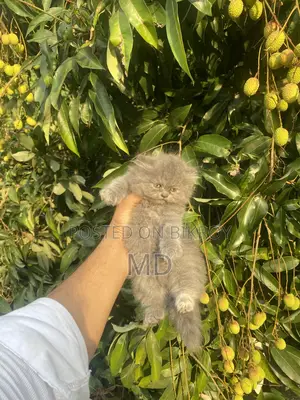 1-3 Months Female Purebred Persian