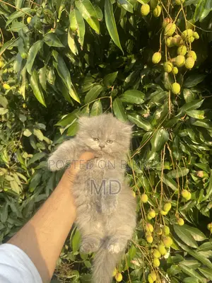 1-3 Months Female Purebred Persian