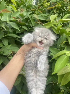 1-3 Months Female Purebred Persian
