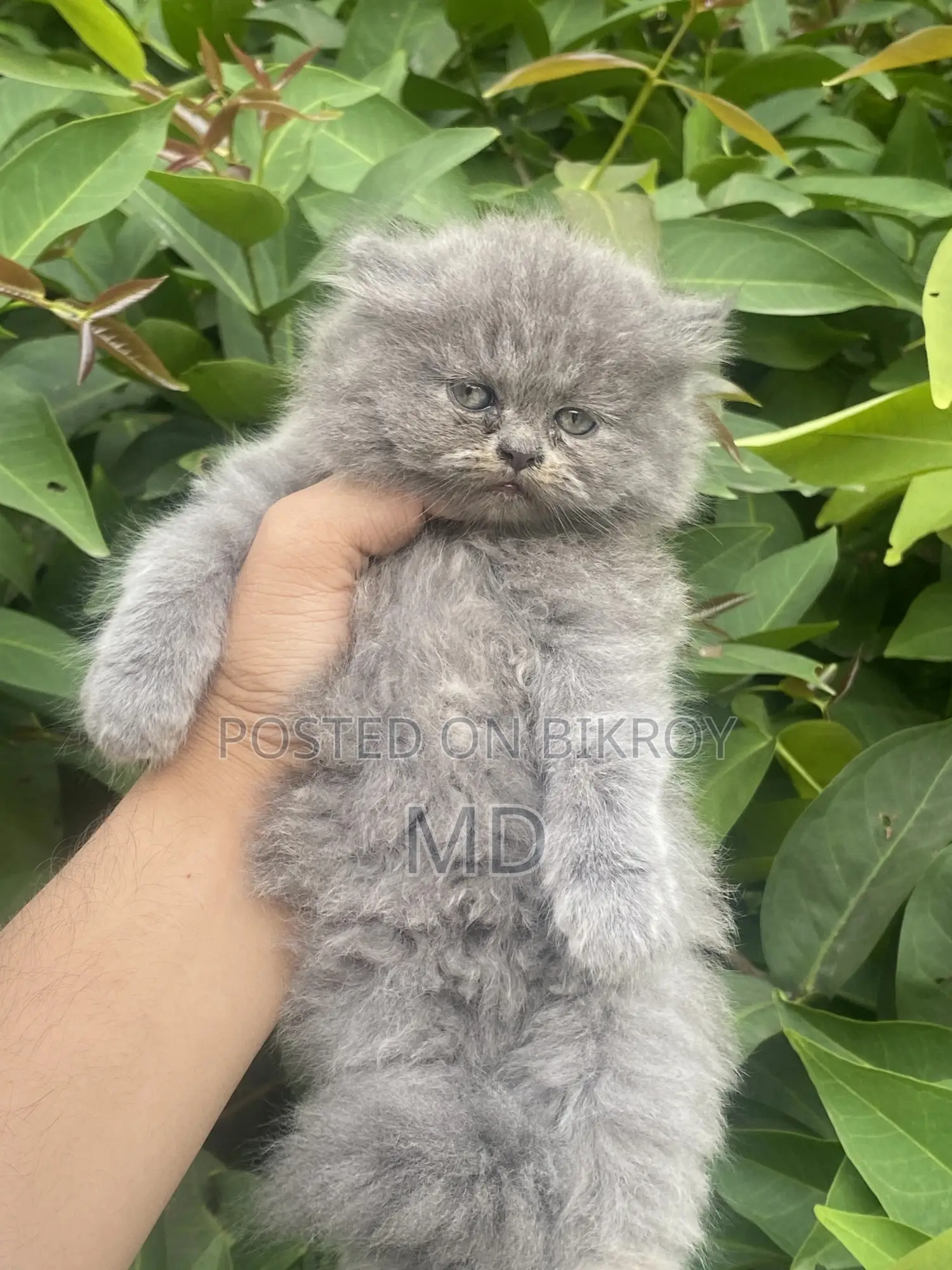 1-3 Months Female Purebred Persian