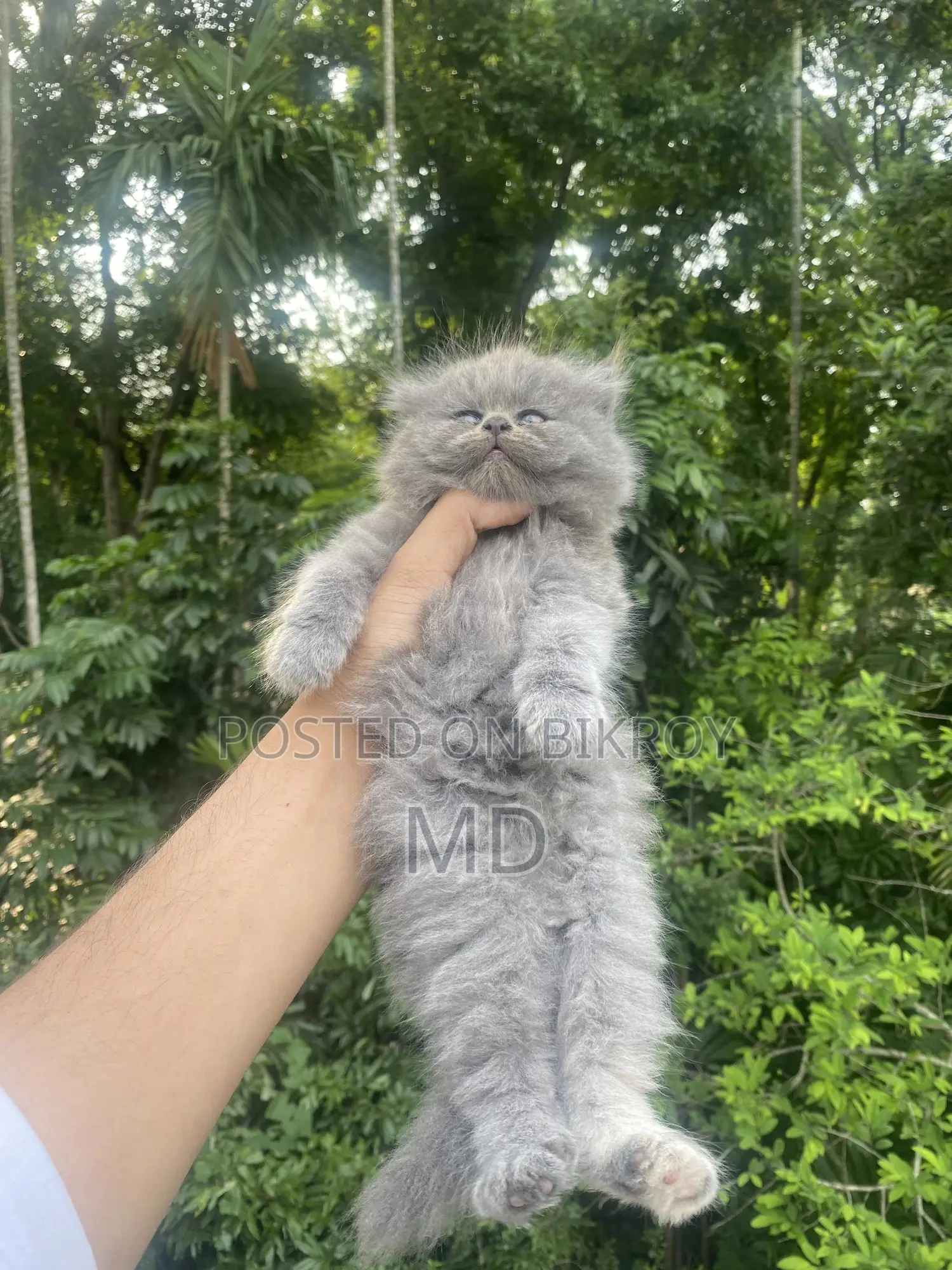1-3 Months Female Purebred Persian