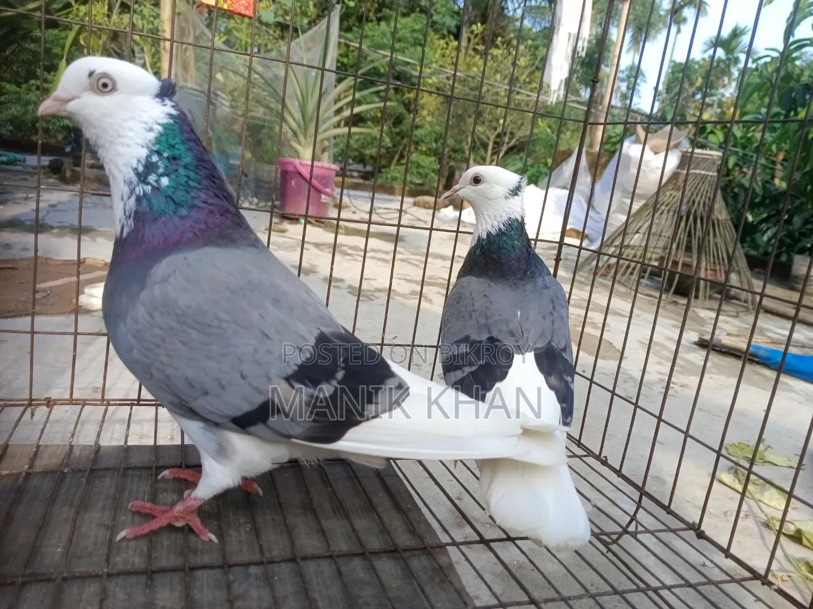 Raj Golla Pigeons
