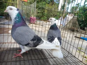 রাজ গোল্লা কবুতর
