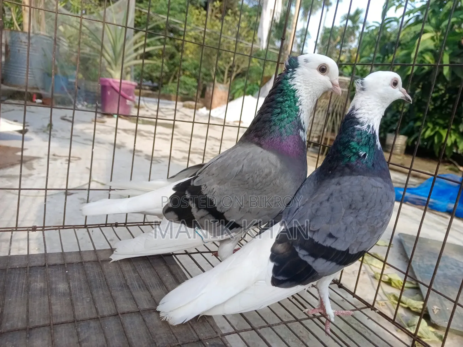 Raj Golla Pigeons