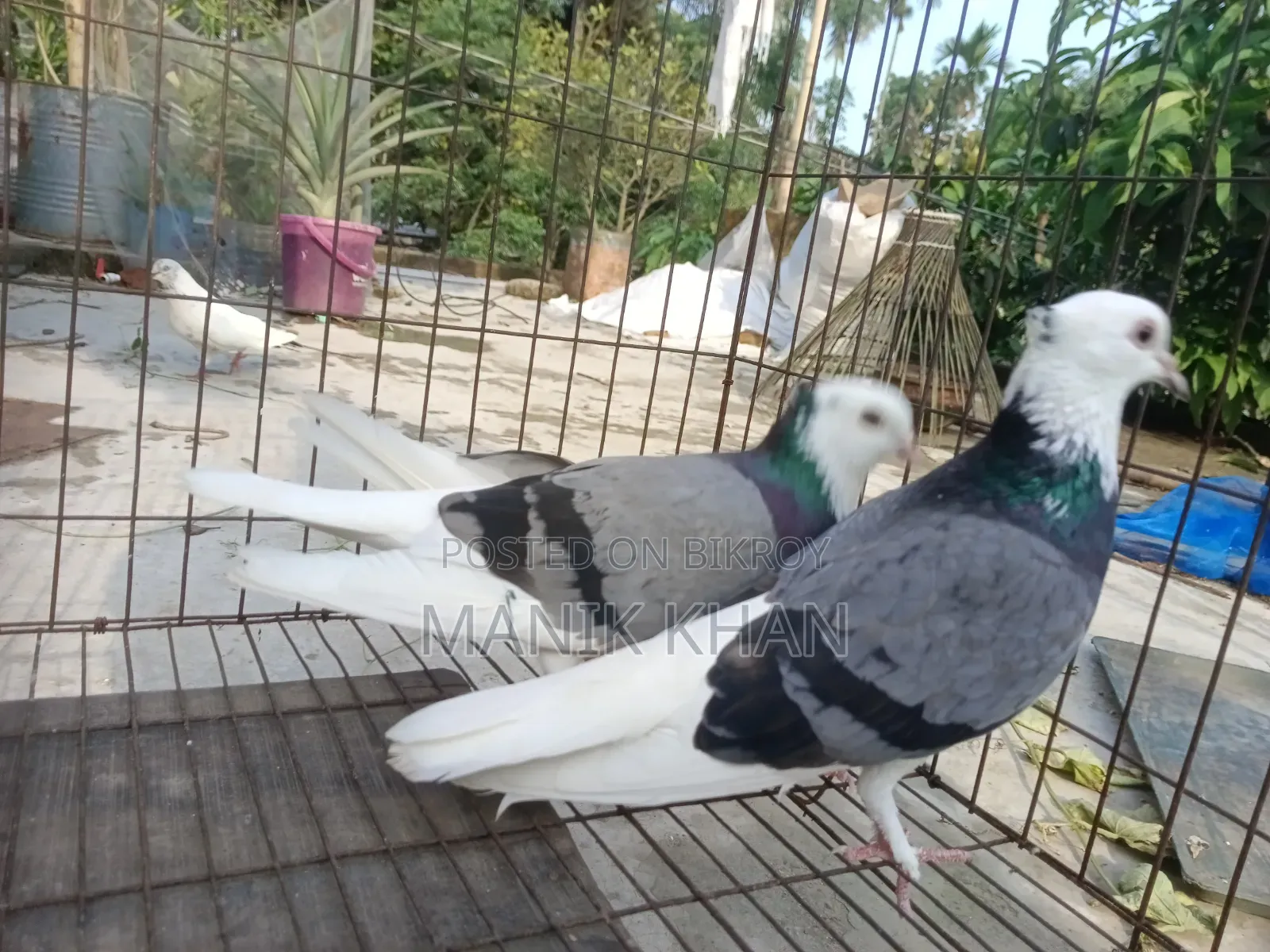 Raj Golla Pigeons