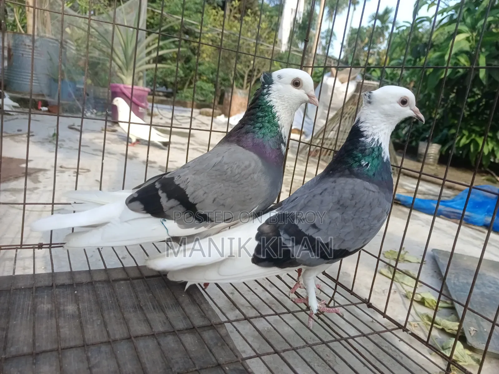 Raj Golla Pigeons