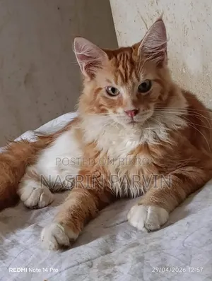 1-3 Months Male Purebred Maine Coon