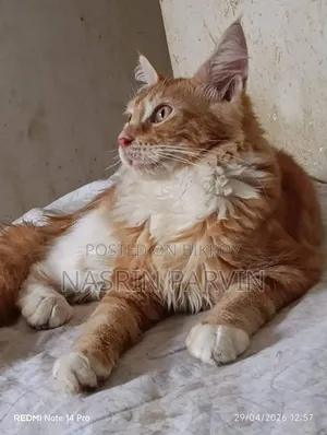 1-3 Months Male Purebred Maine Coon