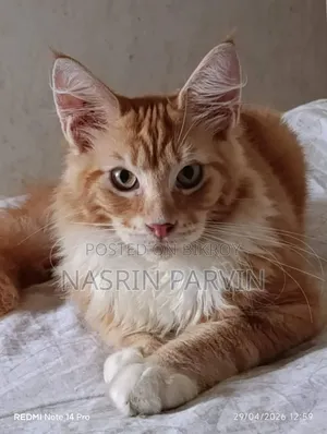 1-3 Months Male Purebred Maine Coon