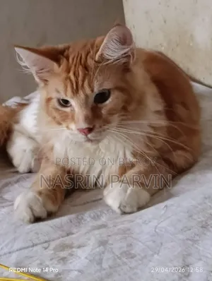 1-3 Months Male Purebred Maine Coon