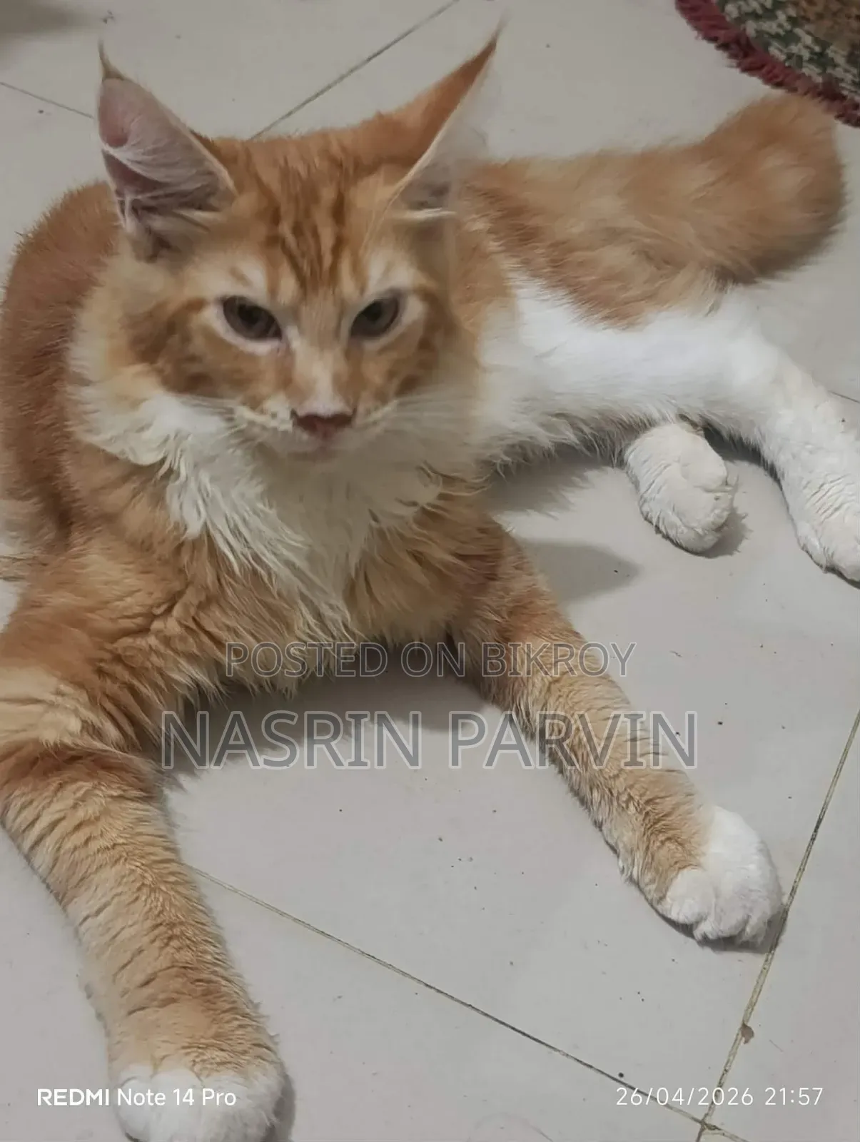1-3 Months Male Purebred Maine Coon
