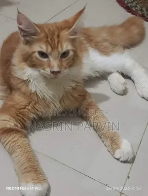 1-3 Months Male Purebred Maine Coon