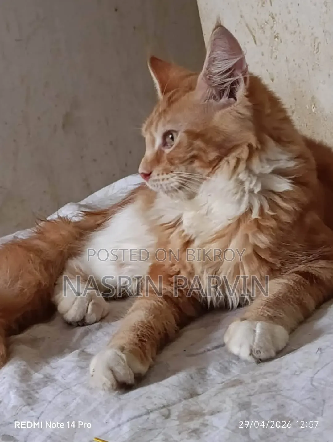 1-3 Months Male Purebred Maine Coon
