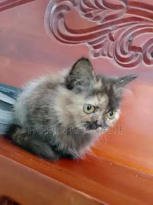 1-3 Months Male Purebred Exotic