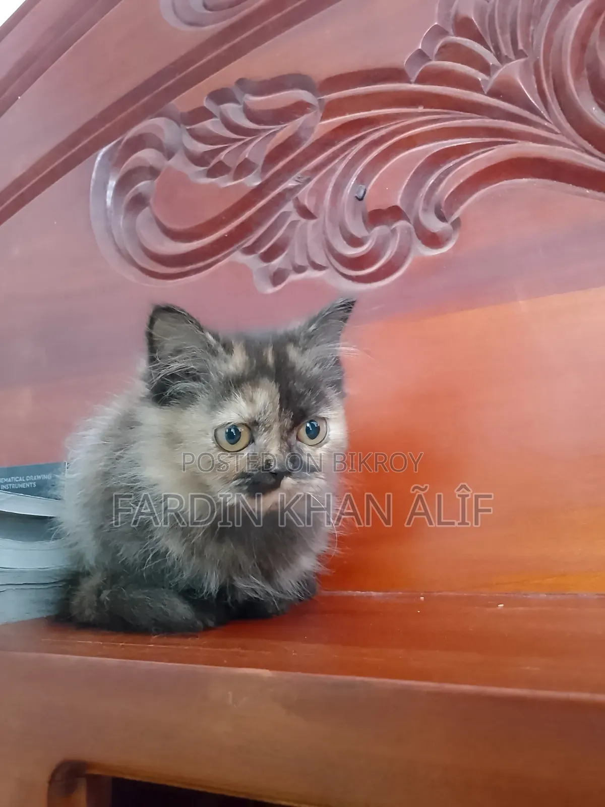 1-3 Months Male Purebred Exotic
