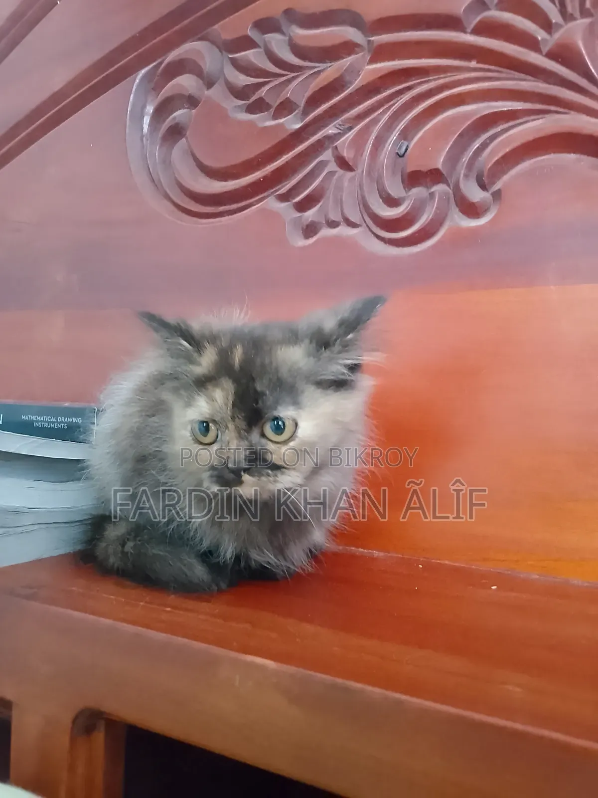1-3 Months Male Purebred Exotic