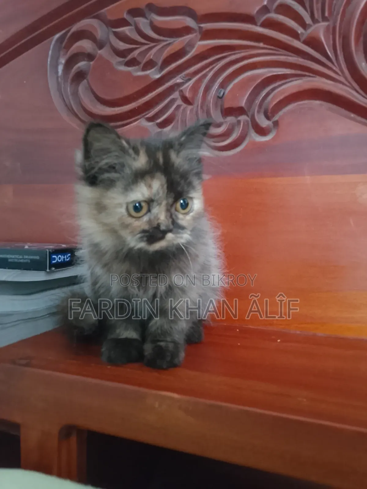 1-3 Months Male Purebred Exotic