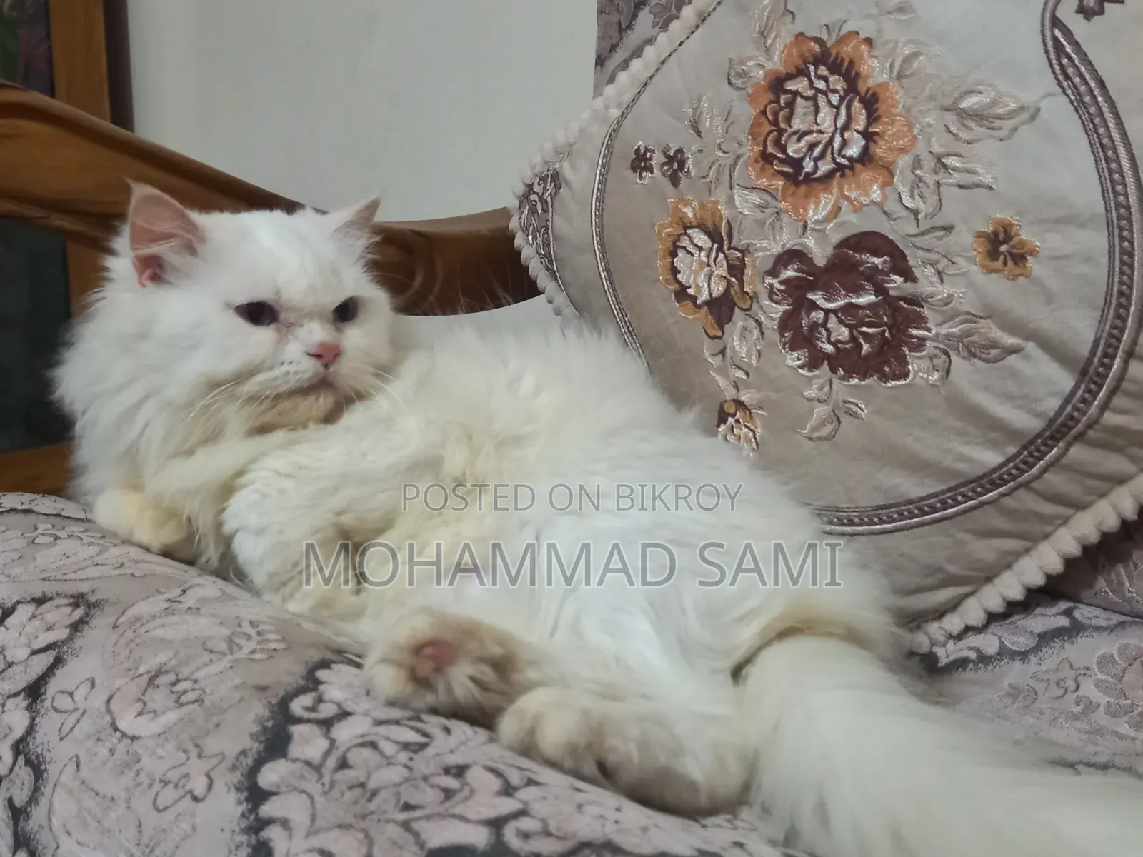 1+ Year Female Purebred Persian
