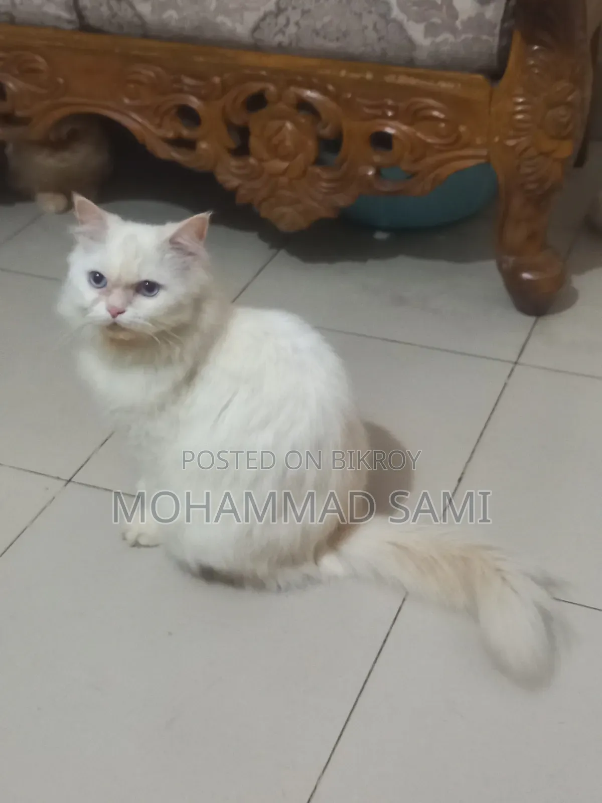 1+ Year Female Purebred Persian