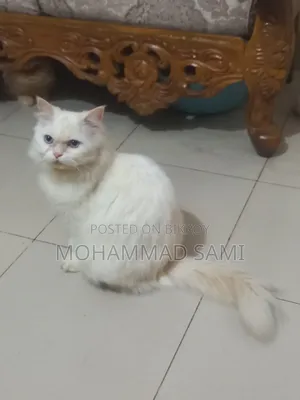 1+ Year Female Purebred Persian