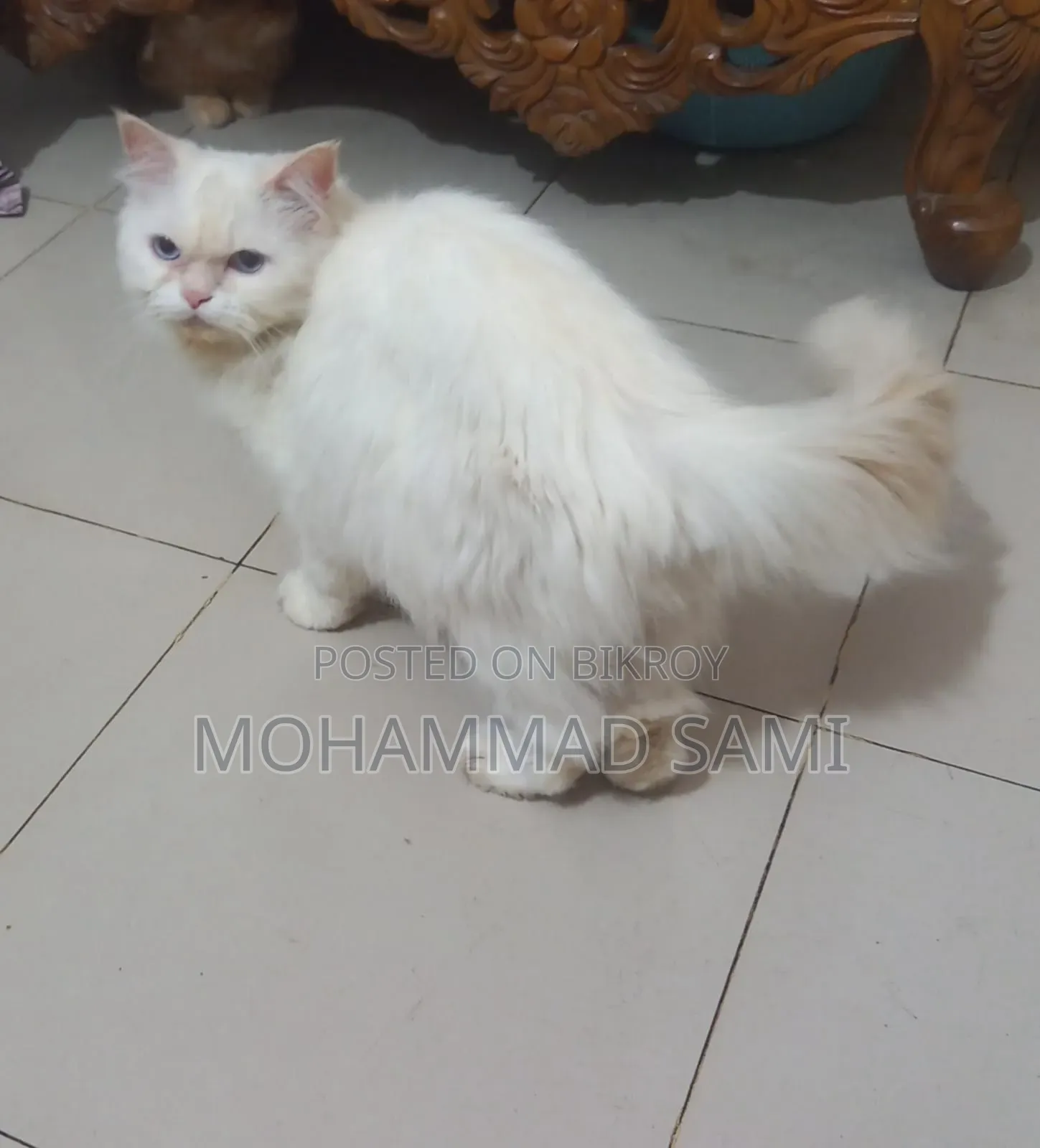 1+ Year Female Purebred Persian