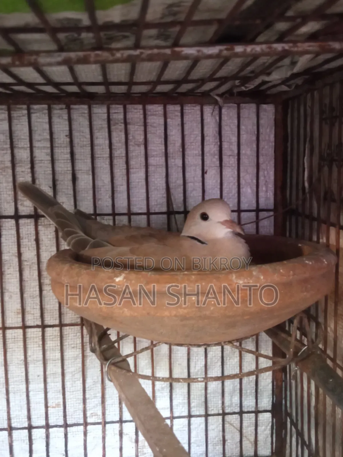 প্রাপ্তবয়স্ক ঘুঘু পাখি এবং বাচ্চা বিক্রয় হবে।