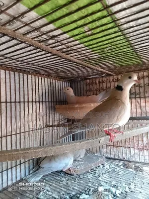 প্রাপ্তবয়স্ক ঘুঘু পাখি এবং বাচ্চা বিক্রয় হবে।