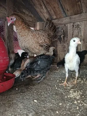Native Chicken Chicks