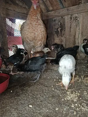 Native Chicken Chicks