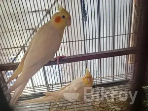 Cockatiel Bird