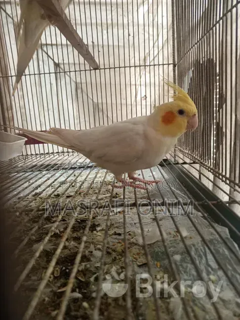 Cockatiel Bird