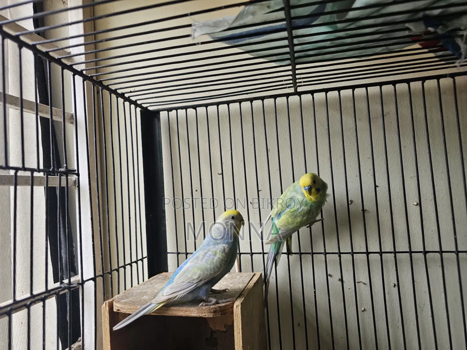 Rainbow Budgerigar Bird