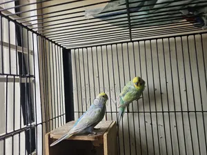 Rainbow Budgerigar Bird