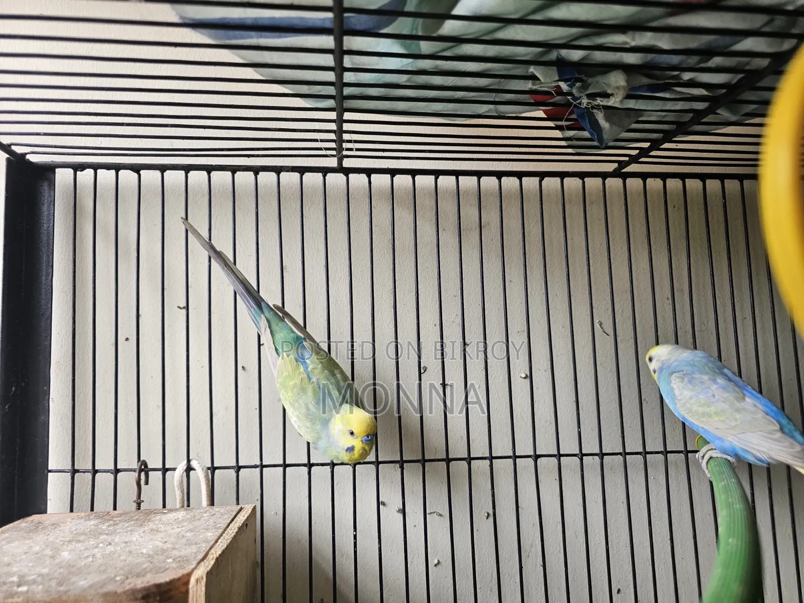 Rainbow Budgerigar Bird