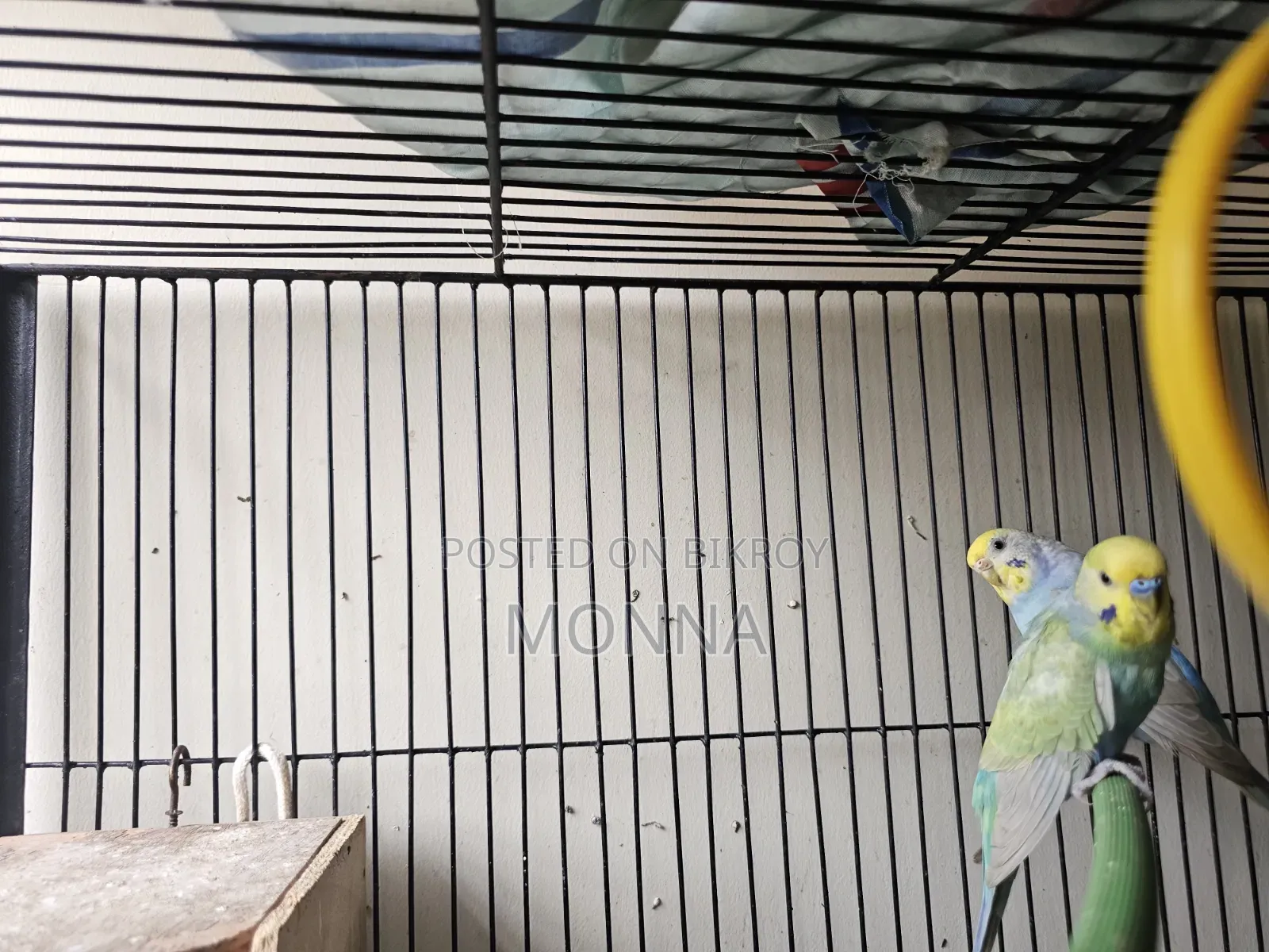Rainbow Budgerigar Bird