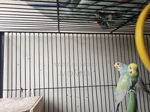 Rainbow Budgerigar Bird
