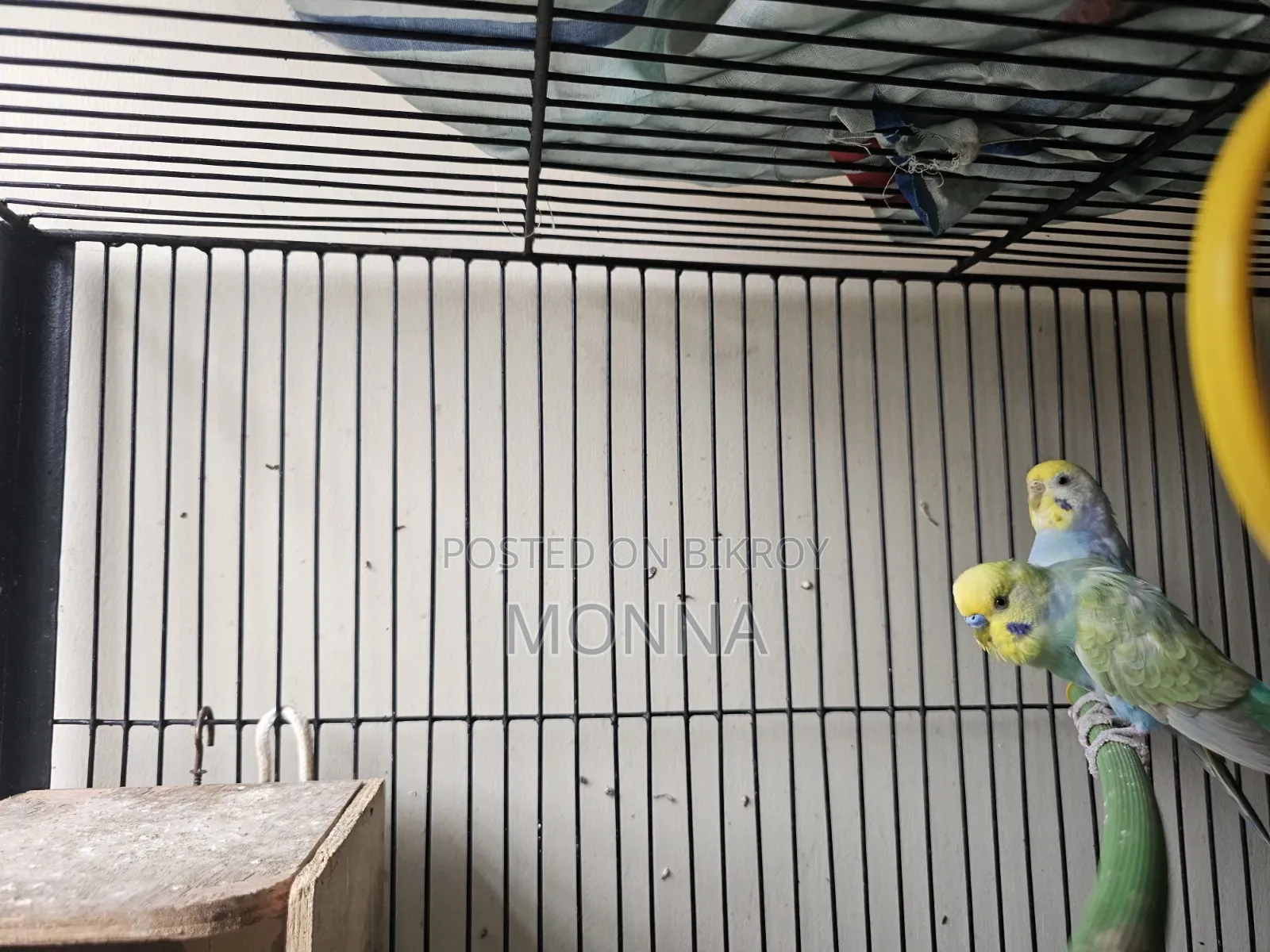 Rainbow Budgerigar Bird