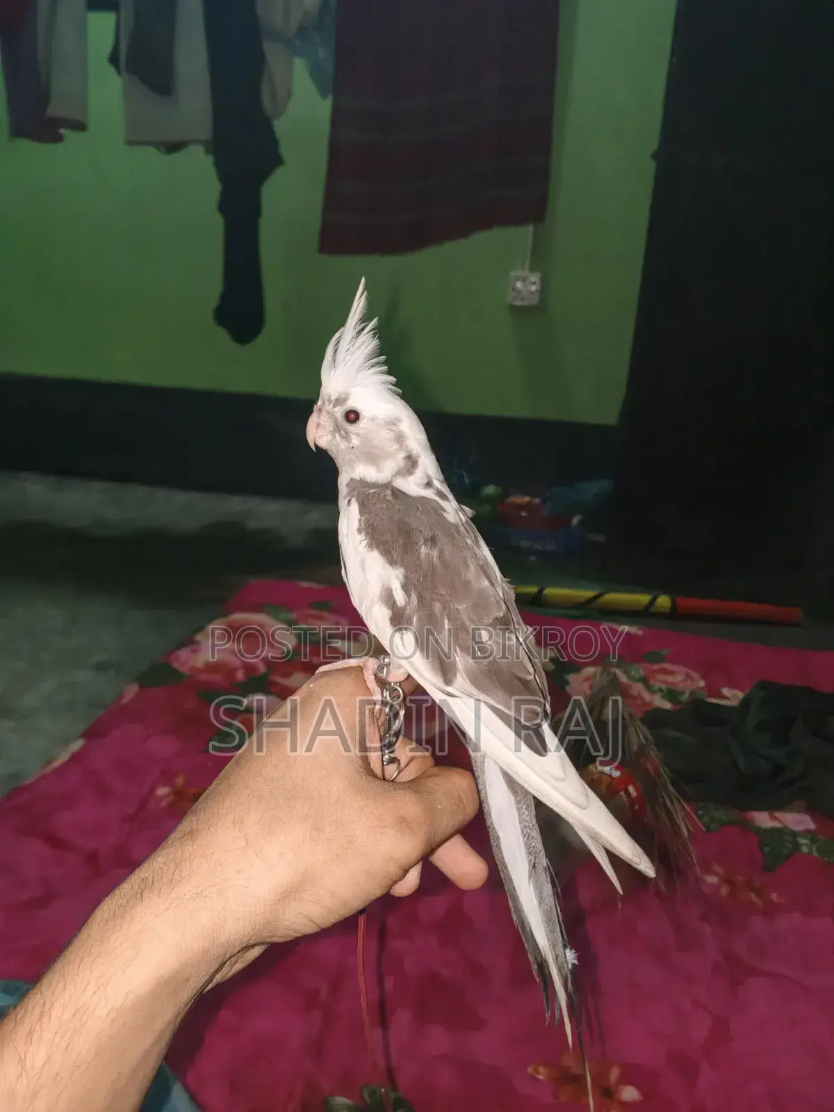 Cockatiel Bird