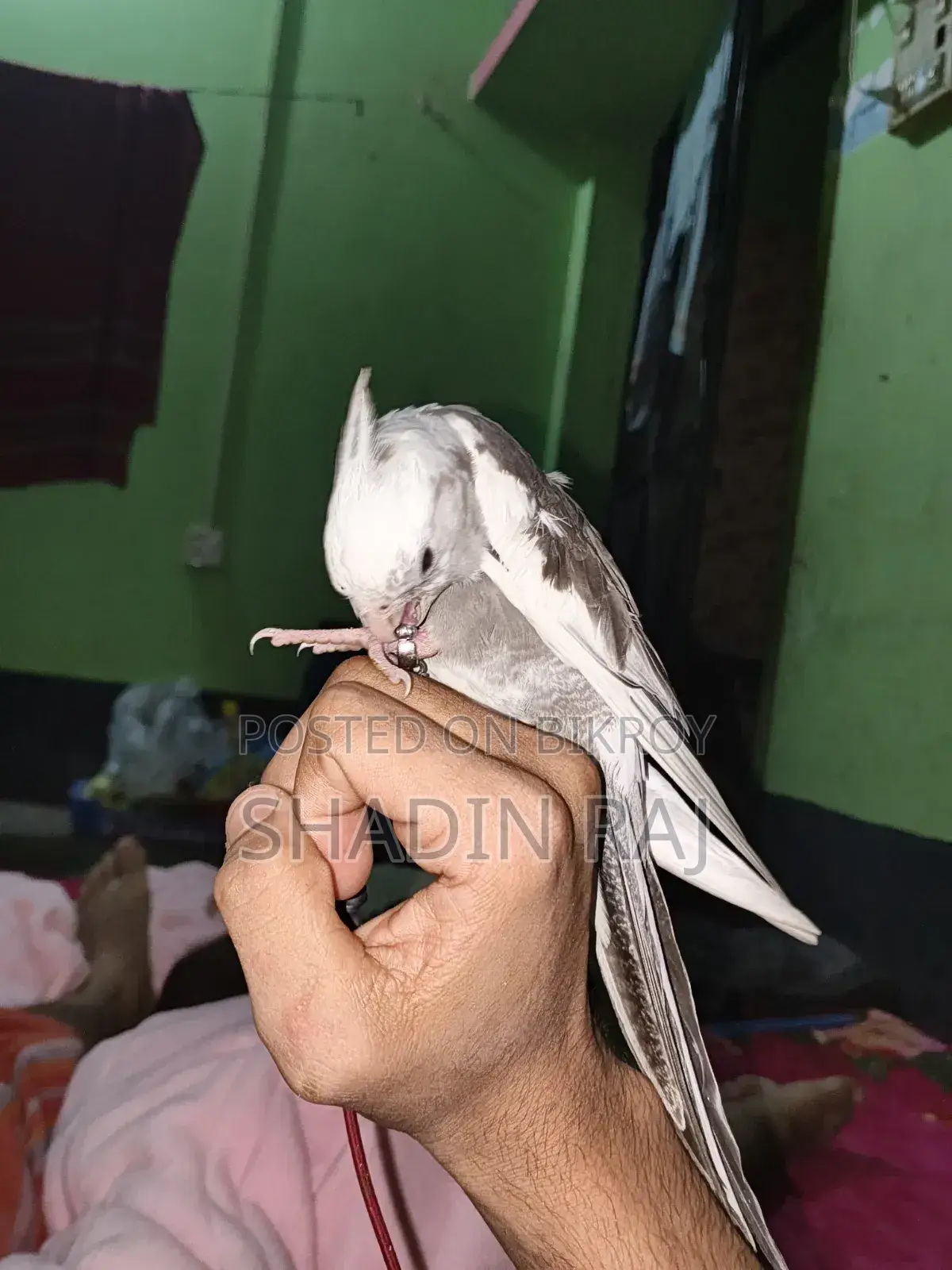 Cockatiel Bird