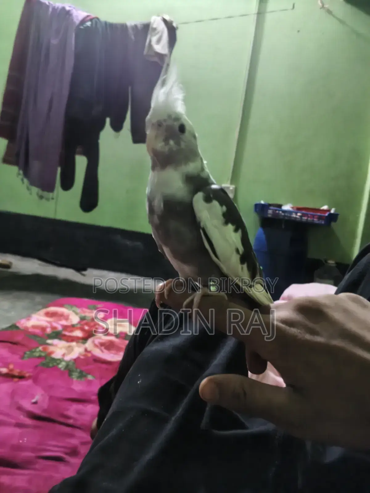 Cockatiel Bird