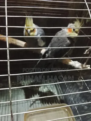 Breeding Pair Gray Cockatiel Bird