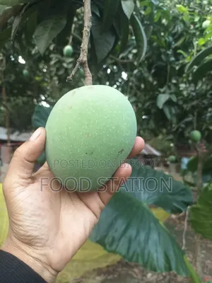 সাতক্ষীরার গোবিন্দভোগ আম