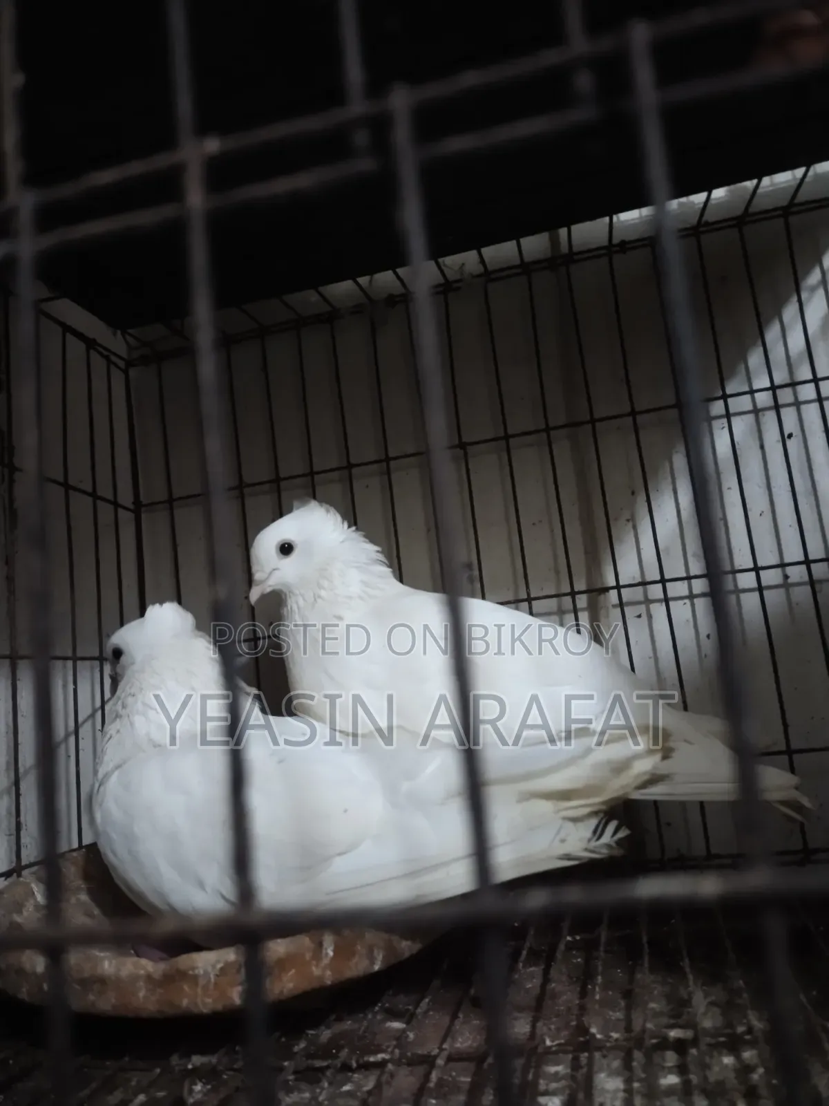 Pigeon Kazi