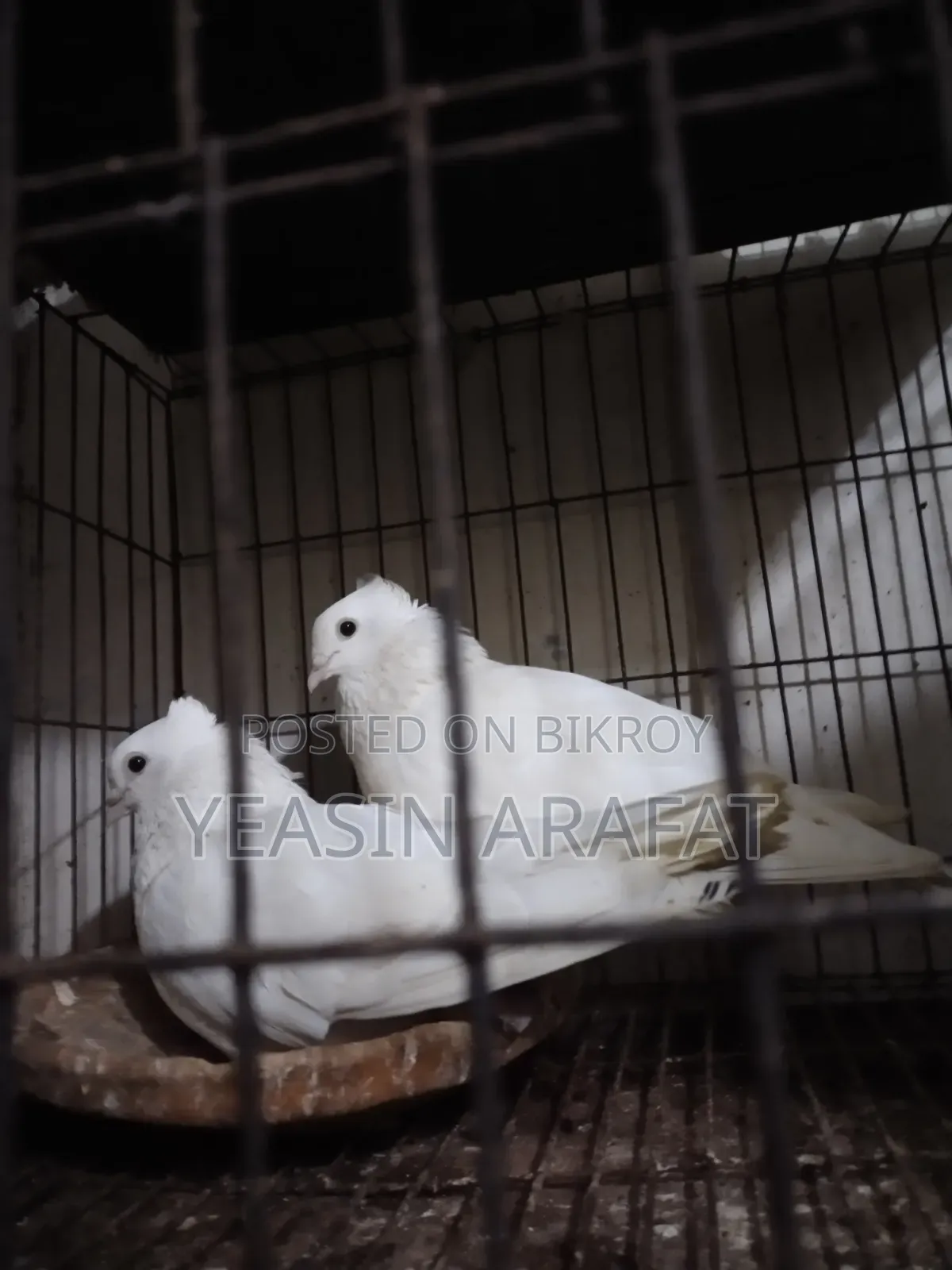 Pigeon Kazi