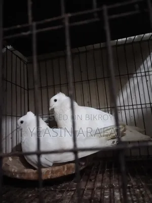 Pigeon Kazi
