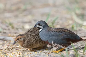 কিং কোয়েল
