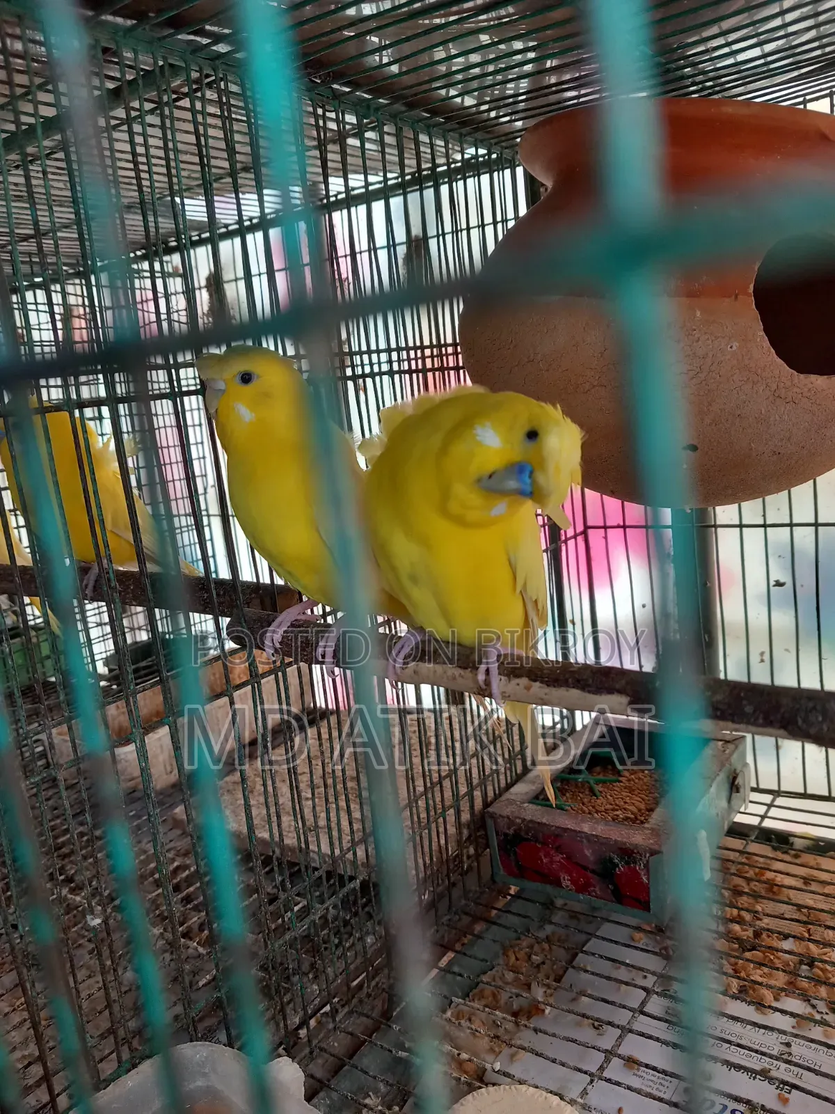 Jp Budgerigar (Japanese Budgerigar)