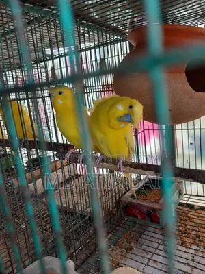Jp Budgerigar (Japanese Budgerigar)