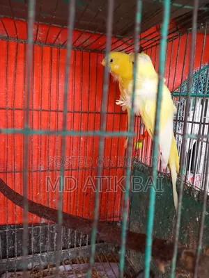 Jp Budgerigar (Japanese Budgerigar)